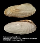 Petricolaria pholadiformis (6)